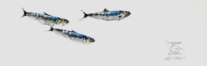 jean pierre guilleron sardines gyotaku rouen